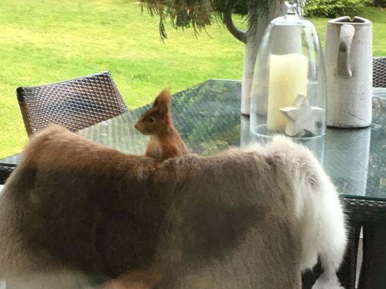 .... unerwarteter Besuch.... .... unerwarteter Besuch....