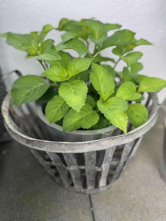 Bild von FaBiene Chérie Bild von FaBiene Chérie