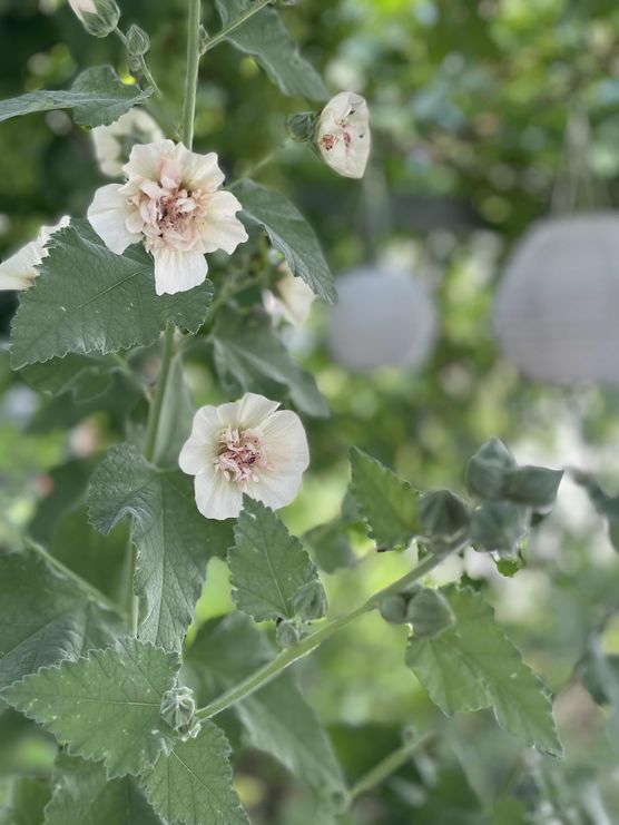 Bild von FaBiene Chérie Bild von FaBiene Chérie