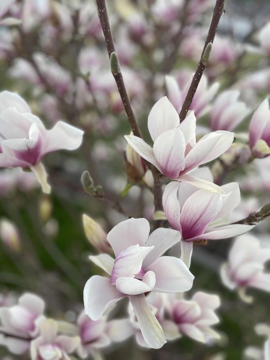 Bild von FaBiene Chérie Bild von FaBiene Chérie