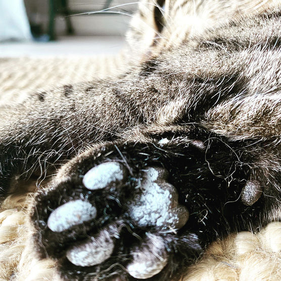 🐈⬛ unser Kater latscht 🐈⬛ unser Kater latscht