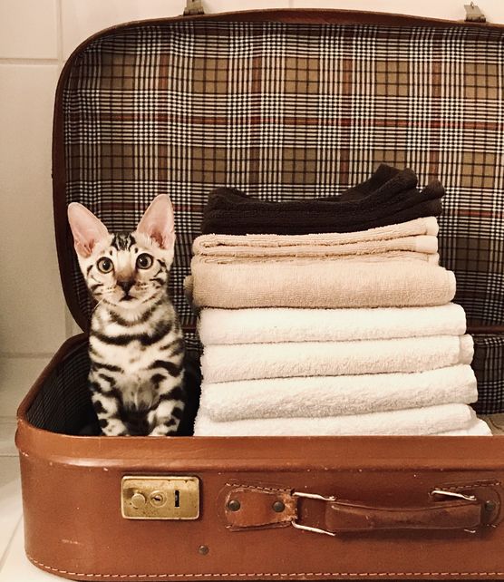 Der alte Lederkoffer dient Der alte Lederkoffer dient