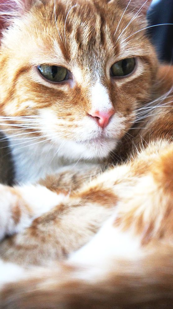 Kuschelige Grüße von Alfonso 😉 Kuschelige Grüße von Alfonso 😉