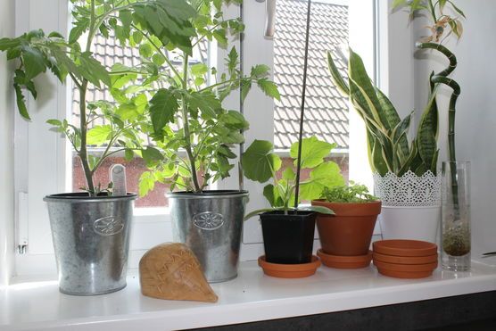 kleiner Igel an Tomate Basilikum kleiner Igel an Tomate Basilikum