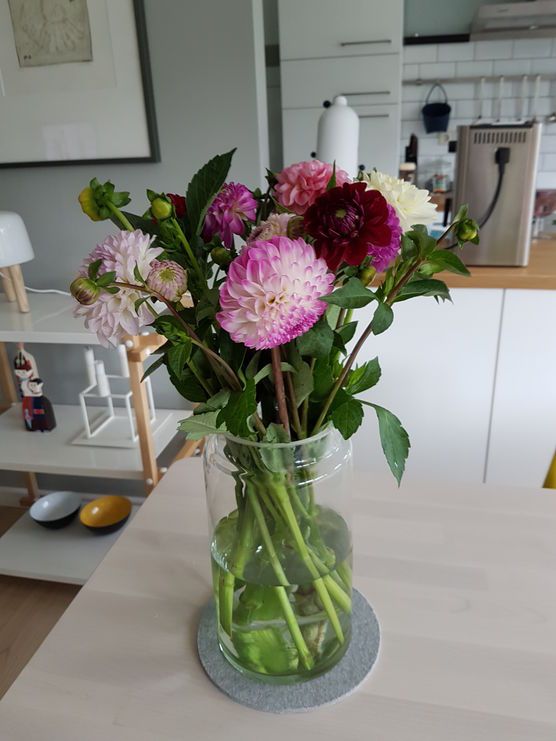 Erste Dahlien Erste Dahlien