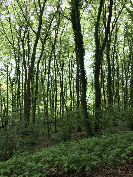 Wunderschöne Naturansichten💚 Wunderschöne Naturansichten💚