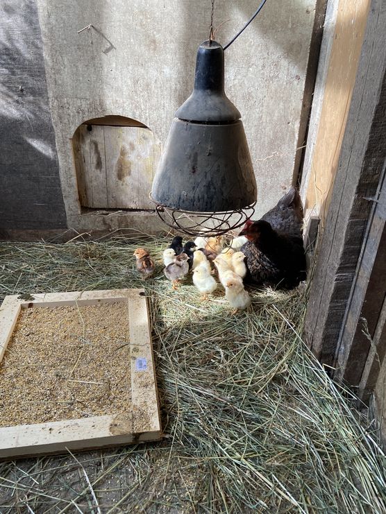 So leb ich auch….
Auf So leb ich auch….
Auf