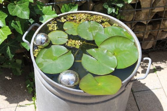 Zwerg Seerosen Zwerg Seerosen