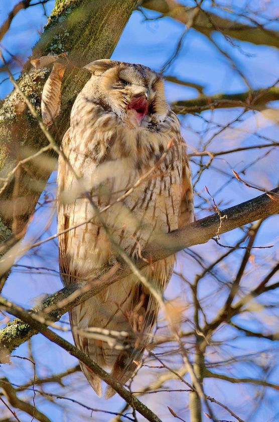 Gähn, guten Morgen... Gähn, guten Morgen...