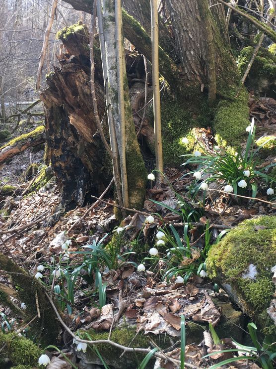 Die Märzenbecher blühen Die Märzenbecher blühen