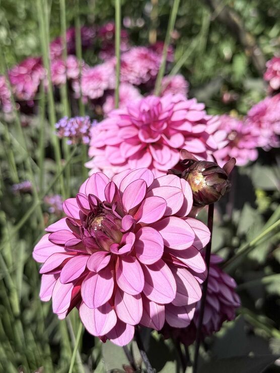 Bild von Monki Bild von Monki