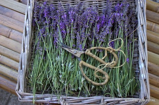 Der Lavendel ist geerntet. Der Lavendel ist geerntet.