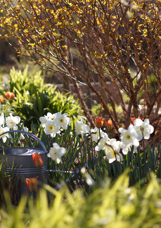 Abends im Gegenlicht leuchten Abends im Gegenlicht leuchten