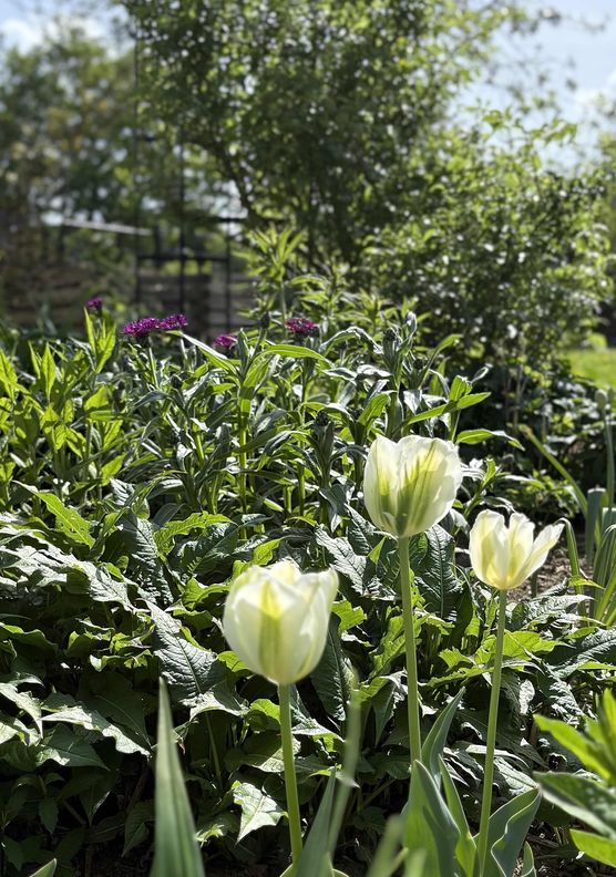 Bild von Mooonhorse Bild von Mooonhorse