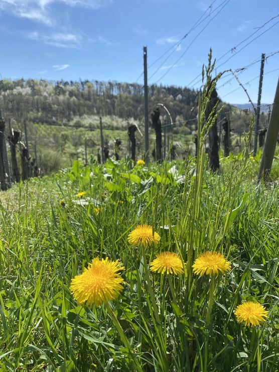 Bild von Sinnspiel Bild von Sinnspiel