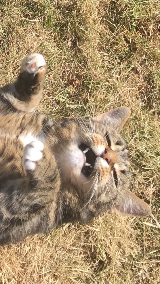 Katzenabend.... Katzenabend....