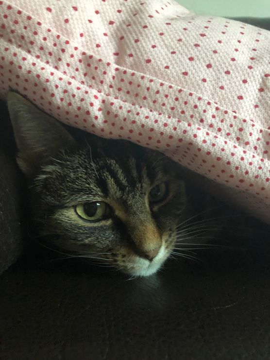 Unter dem Kissen ist Unter dem Kissen ist