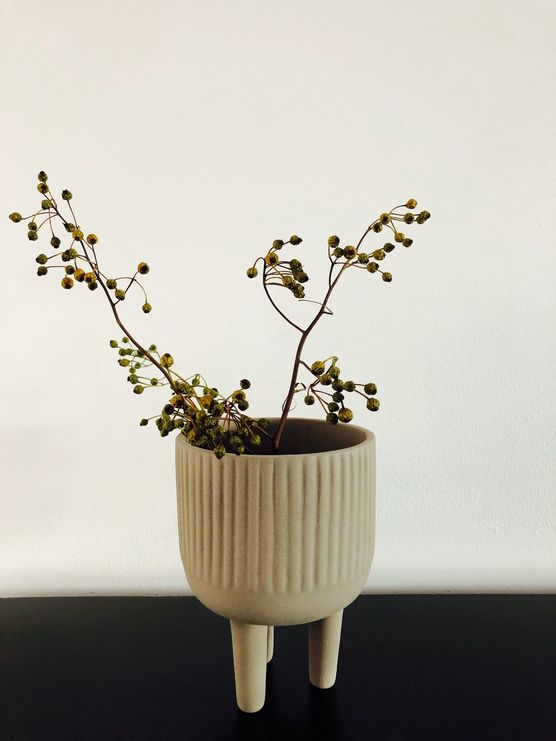 Man sieht... Die Pflanze Man sieht... Die Pflanze