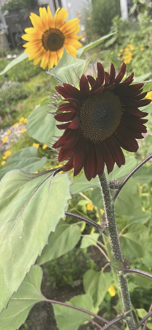 Bild von ARü Bild von ARü