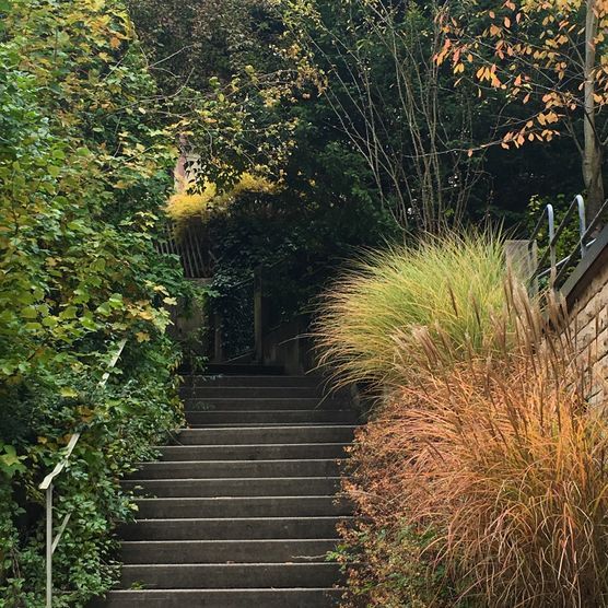 Treppe mit Grasbüscheln ... Treppe mit Grasbüscheln ...