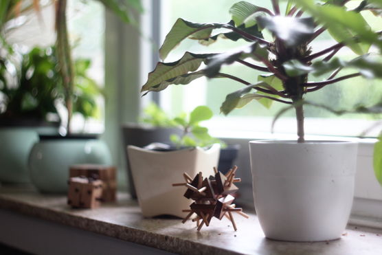 Geduldsspiel als Pflanzendeco Geduldsspiel als Pflanzendeco