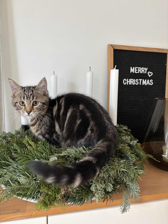 Bild von alive Bild von alive