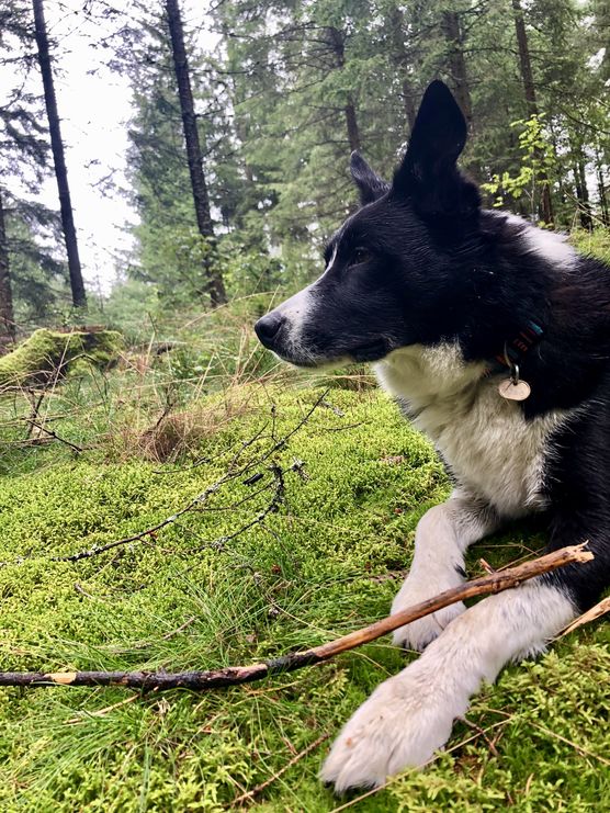 ....der Chef wacht über ....der Chef wacht über