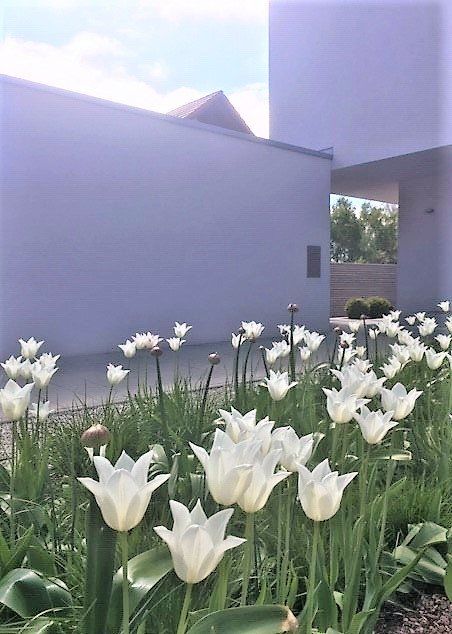 .....Tulpenliebe.... .....Tulpenliebe....