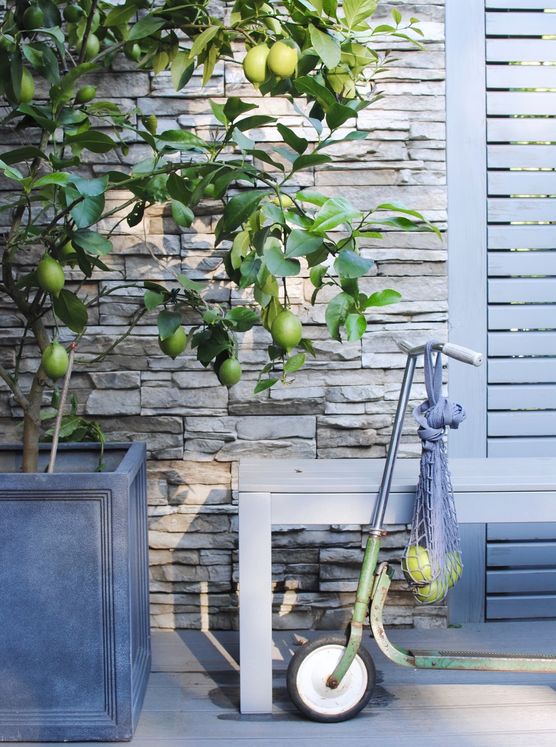 Albero di limoni 🍋🌳
Herzliche Albero di limoni 🍋🌳
Herzliche