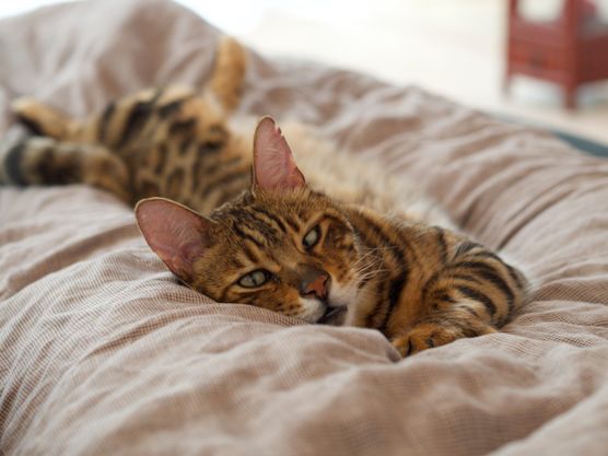 Zum Gedenken...Mani ging am Zum Gedenken...Mani ging am