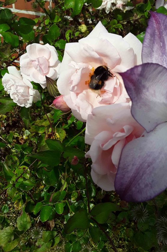 Bild von nordsternchen63 Bild von nordsternchen63