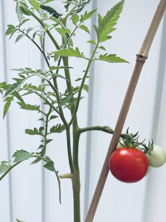 Tomaten 🍅 Tomaten 🍅