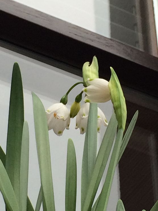 Märzenbecher sooo schön! Märzenbecher sooo schön!