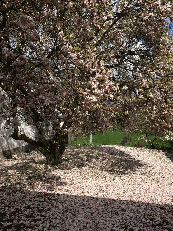 Blütenteppich Blütenteppich