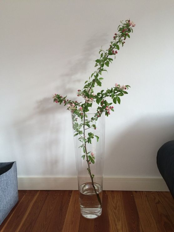 Apfelblüte Apfelblüte