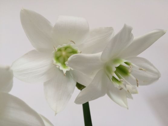 Meine Lieblingsblume! Meine Lieblingsblume!