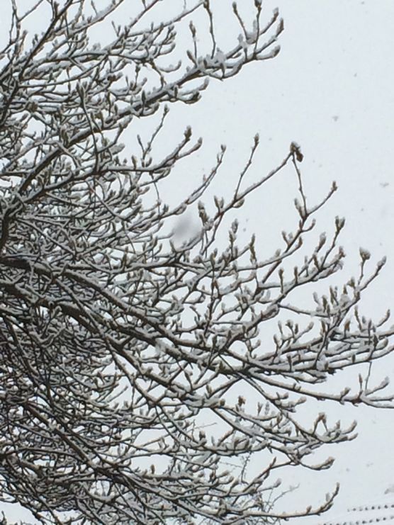 ...der erste Schnee! ...der erste Schnee!