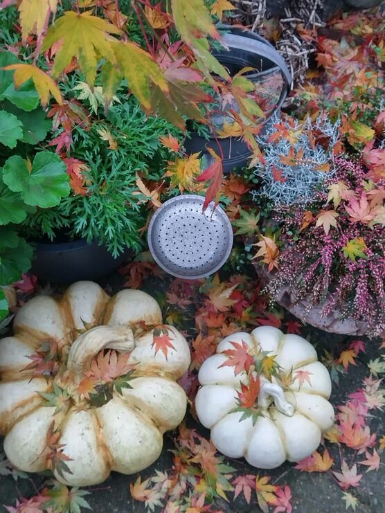 Jetzt sind eir wohl Jetzt sind eir wohl