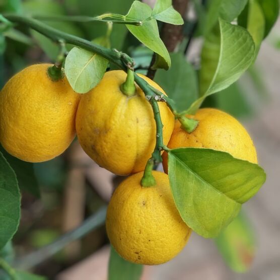 Letztes Obst aus dem Letztes Obst aus dem