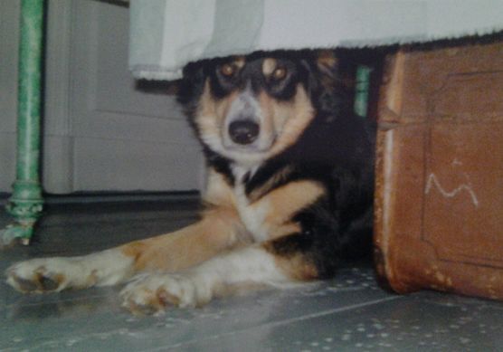 Augustine la vie , auch Zuckernudel von mir liebend gerne genannt Augustine la vie , auch Zuckernudel von mir liebend gerne genannt