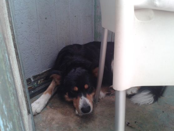 Zuckernudel & Philippe Stark genießen die Siesta in der Friedrich - Villa Zuckernudel & Philippe Stark genießen die Siesta in der Friedrich - Villa