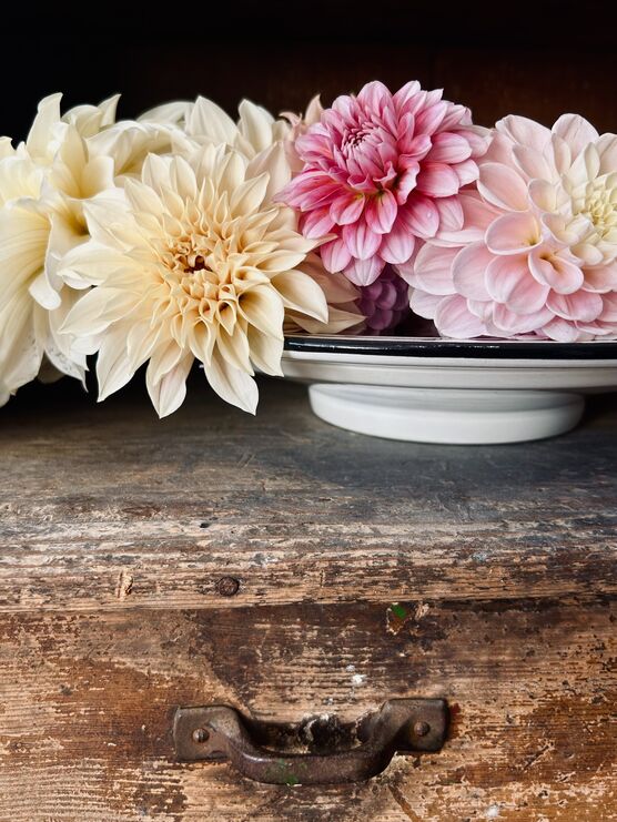 Noch blühen die Dahlien Noch blühen die Dahlien