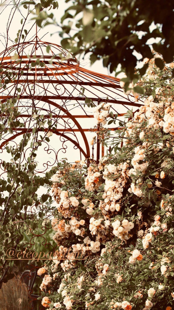 Die Kletterrosen blühen, Die Kletterrosen blühen,