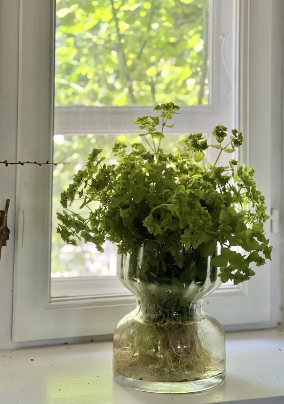 Unkraut draußen, Unkraut drin Unkraut draußen, Unkraut drin