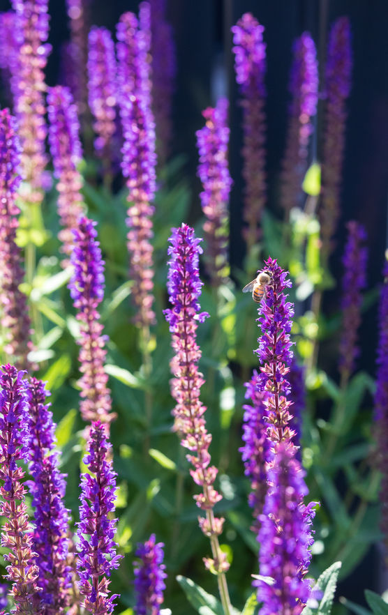 Auf der Terrasse herrscht Auf der Terrasse herrscht