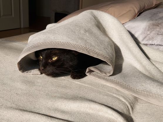 Ich kann Feli voll Ich kann Feli voll