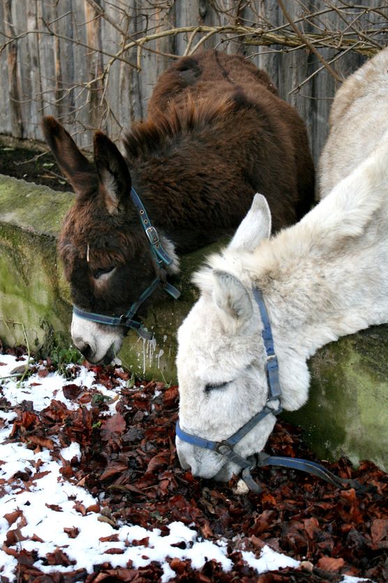 Esel im November grasen Esel im November grasen