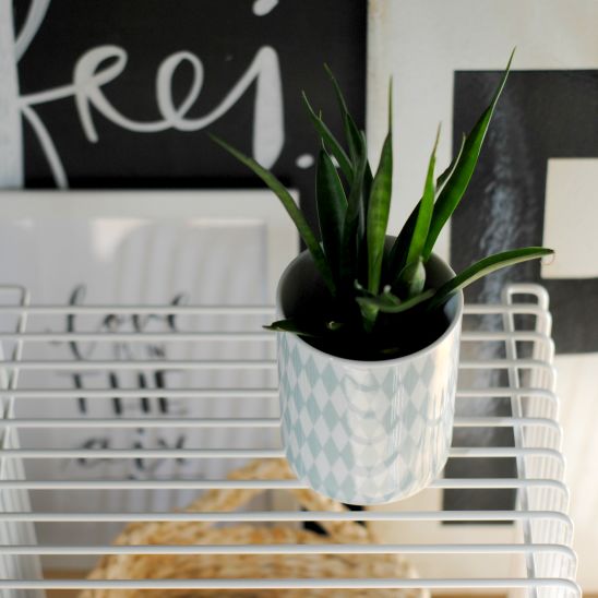 urban jungle urban jungle