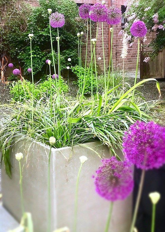 Allium - diese farbenfrohen Allium - diese farbenfrohen