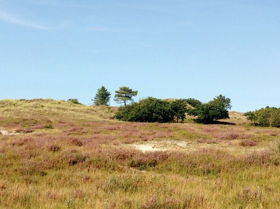 >niederländische Dünenschönheit< >niederländische Dünenschönheit<